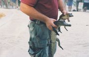 020-Difference between a crocodile and an alligator